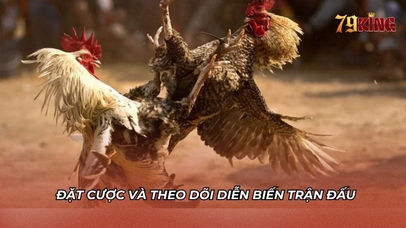 Đặt tiền cược và theo dõi diễn biến trận đấu