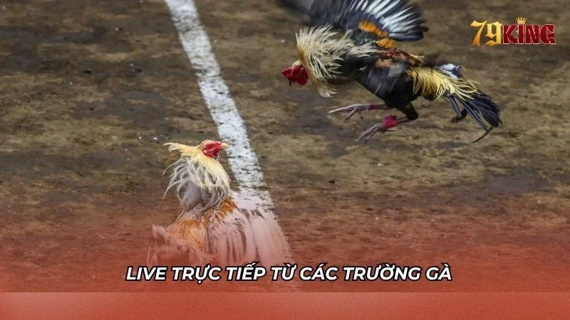 Hệ thống live trực tiếp từ trường gà rõ nét